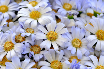 fleur
