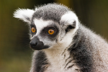 Portrait of Ring-tailed lemur