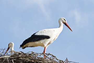 European white storks on nest