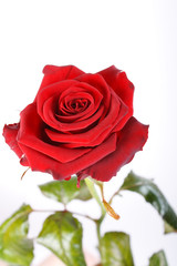 flowering rose