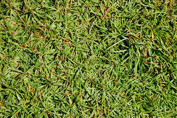 grass texture