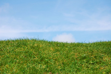 grass and blue sky