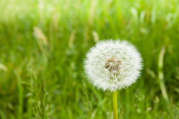 Single dandelion flower in a green grass
