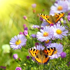 Fotobehang Lente twee vlinders op bloemen