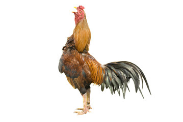 isolated rooster crowing with clipping path © wong yu liang