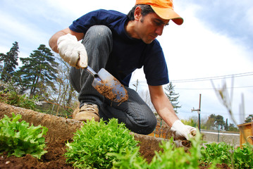 planter des l&eacute;gumes