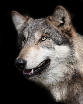 Gray wolf Portrait isolated on black