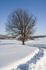 Orme sulla neve 3