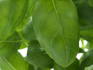 Basil
