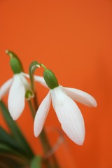 Obraz premium Frühlingszeit