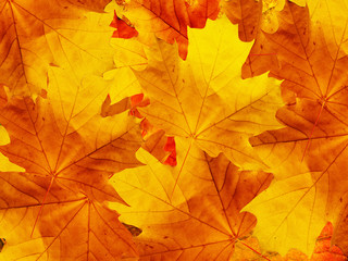 Naklejka na ściany i meble Leaves of a tree a maple