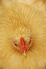 Nicht der Osterhase legt die Eier