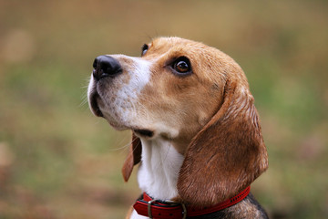 Beagle dog in outdoor setting