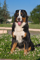Bernese Mountain dog in outdoor setting