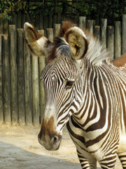 Zebra no Zoo - Zebra in Zoo