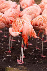 Obraz premium Flamingo grooming its feathers