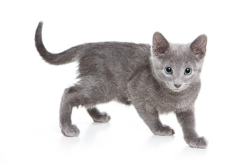 Russian Blue kitten on white