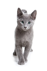Russian Blue kitten on white