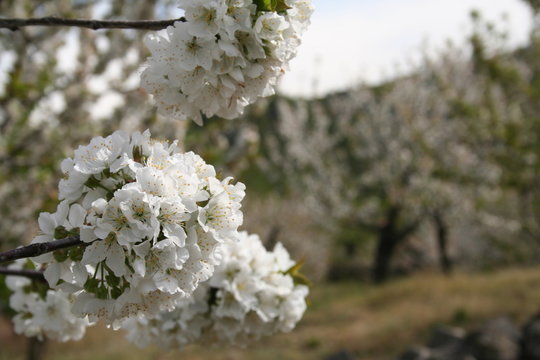 cerezos en flor