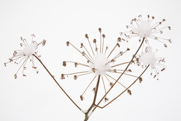 Dry snow-covered umbellate plant