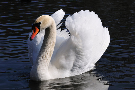 H&ouml;ckerschwan