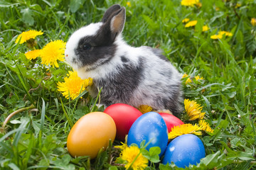 The small rabbit and colourful easter eggs in a grass