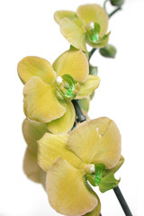 Obraz na płótnie Canvas yellow orchids