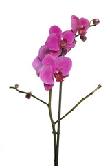 orchid petals