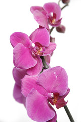 Obraz na płótnie Canvas purple orchids
