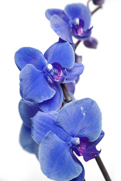 Blue Orchids