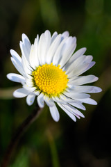 Obraz premium Common Daisy (bellis perennis)
