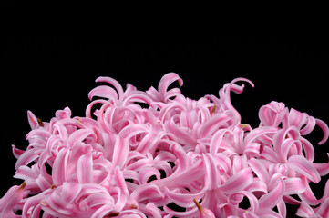Scattered  hyacinth flowers