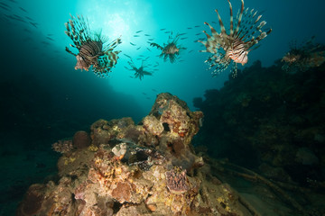 Fototapeta na wymiar ocean, coral, sun and lionfish