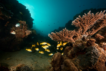 Fototapeta na wymiar ocean, coral, sun and fish