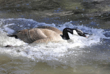 Irate Goose