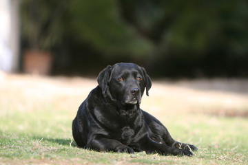 magnifique labrador noir allong&eacute; dans le jardin au soleil