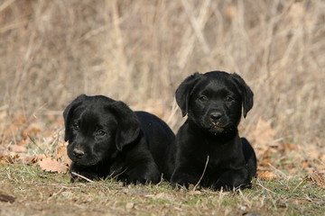 Obraz premium deux adorables chiots labradors noir allongés en campagne