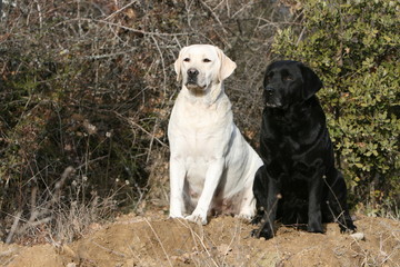 pose fière de deux labradors adultes dans les bois