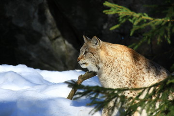 luchs