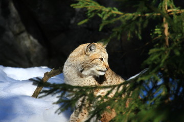 luchs