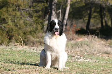 le landseer assis vu de face danpres devant un bois