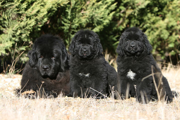 trio de terre neuve allongés sur l'herbe à la campagne