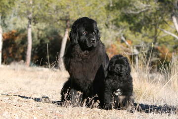 adulte et jeune terre neuve collé serré devant un bois en ete