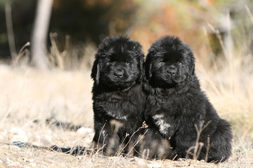 pose collé serré de deux terre neuve à la campagne