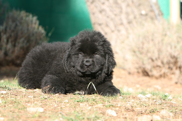 adorable jeune terre neuve allongé devant un arbre en ete
