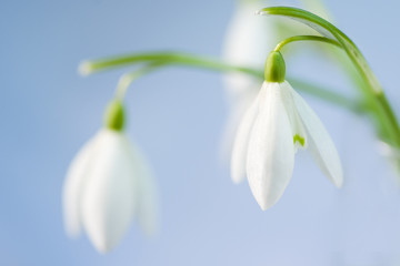 Fototapeta premium first spring flowers - snowdrops (Galanthus nivalis)