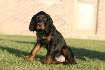 setter gordon assis de façon bancale
