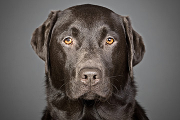 Fototapeta na wymiar Shot of a Handsome Chocolate Labrador against a Grey Background
