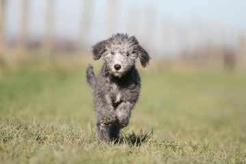 chiot bedlington terrier bleu courant de face à la campagne