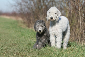 mère et chiot bedlington terrier à la campagne